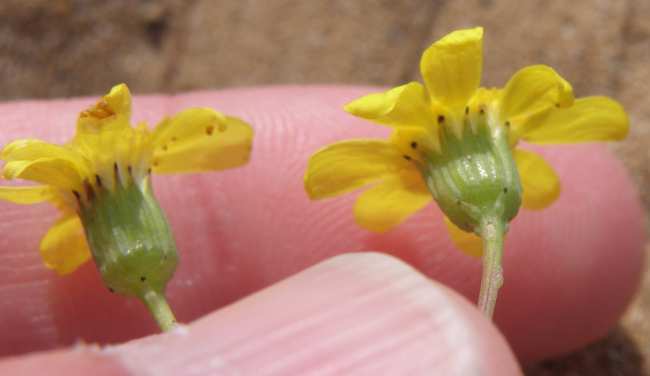 Senecio? (Sicilia)
